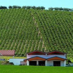 Colle Corviano wijngaarden