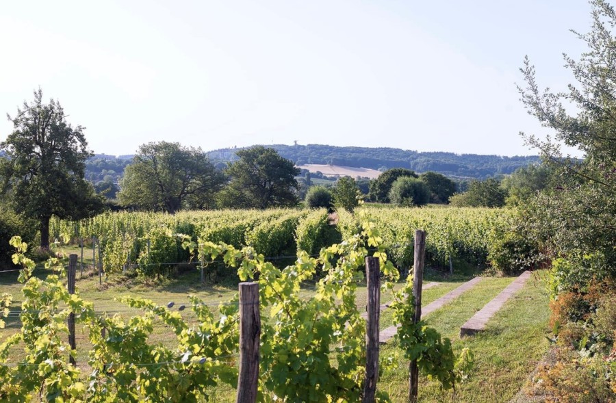 Weergaloos: De Mousserende Wijnen van Holset (Limburg)