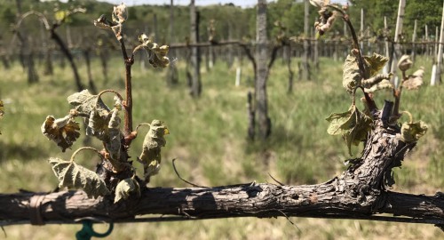 Oogst verloren in de Bourgogne